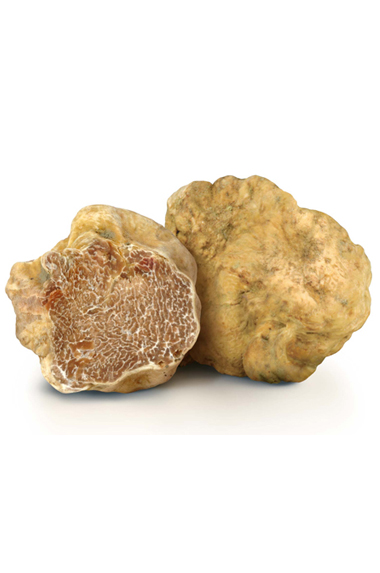 Tuber Magnatum Pico (TARTUFO BIANCO)
