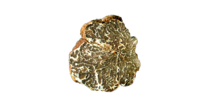 Tuber Borchii Vitt, o Tuber Albidum Pico (tartufo bianchetto)