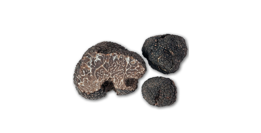 Tuber brumale var. moschatum De Ferry (tartufo moscato)