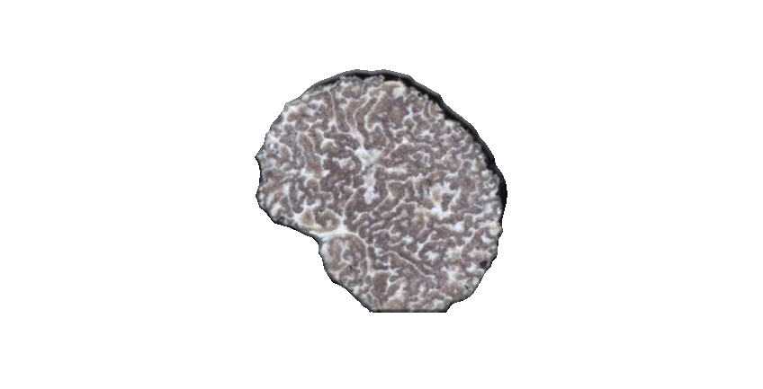 Tuber Mesentericum Vitt (tartufo nero ordinario)