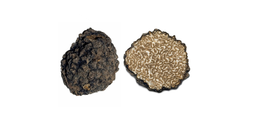 Tuber Mesentericum Vitt (tartufo nero ordinario)
